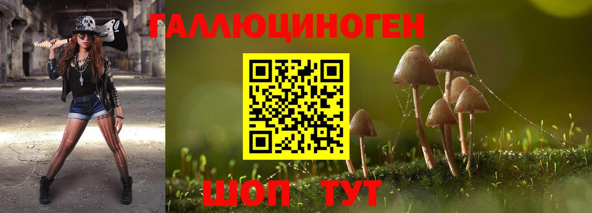 Псилоцибиновые грибы Psilocybe Сердобск